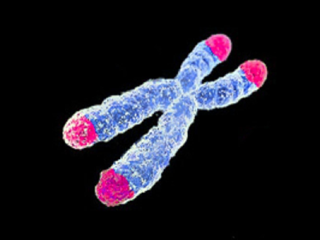 Telomere