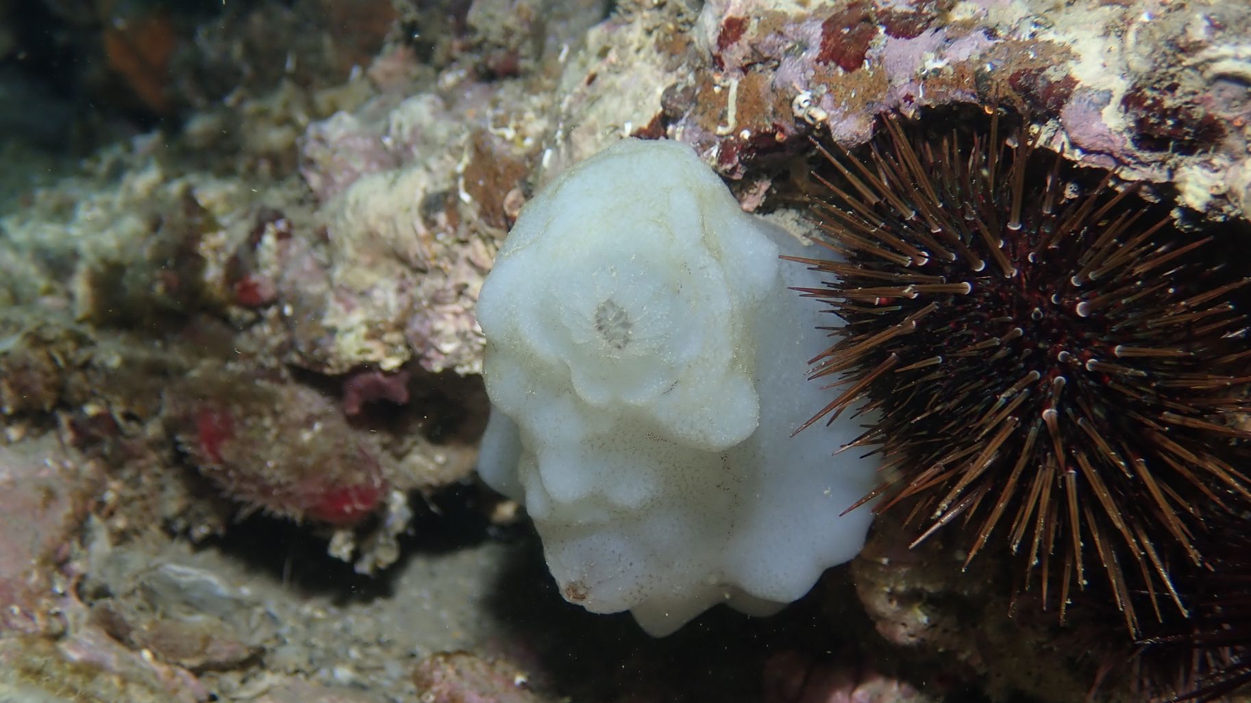 White Ascidian