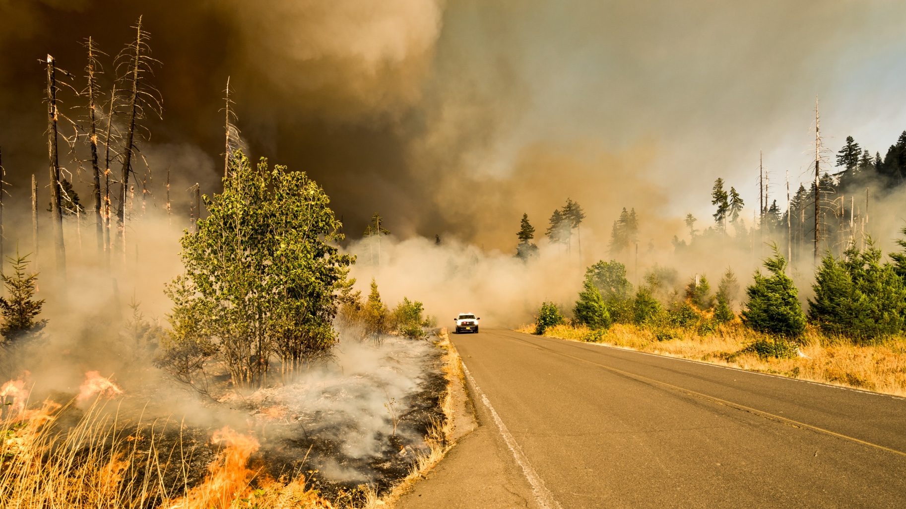 Feu de forêt