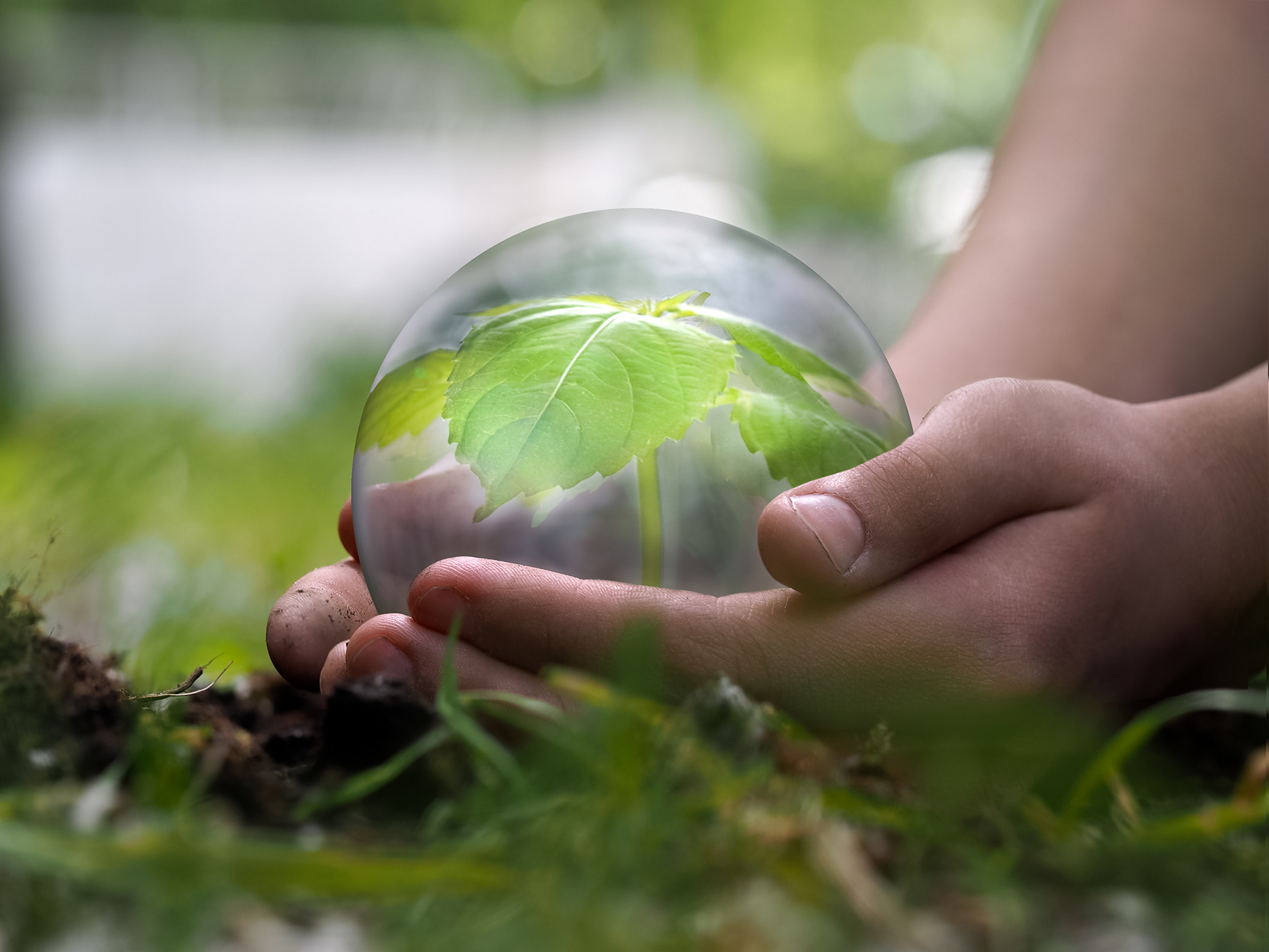 Personne qui tient dans ses mains, une bulle contenant un arbre