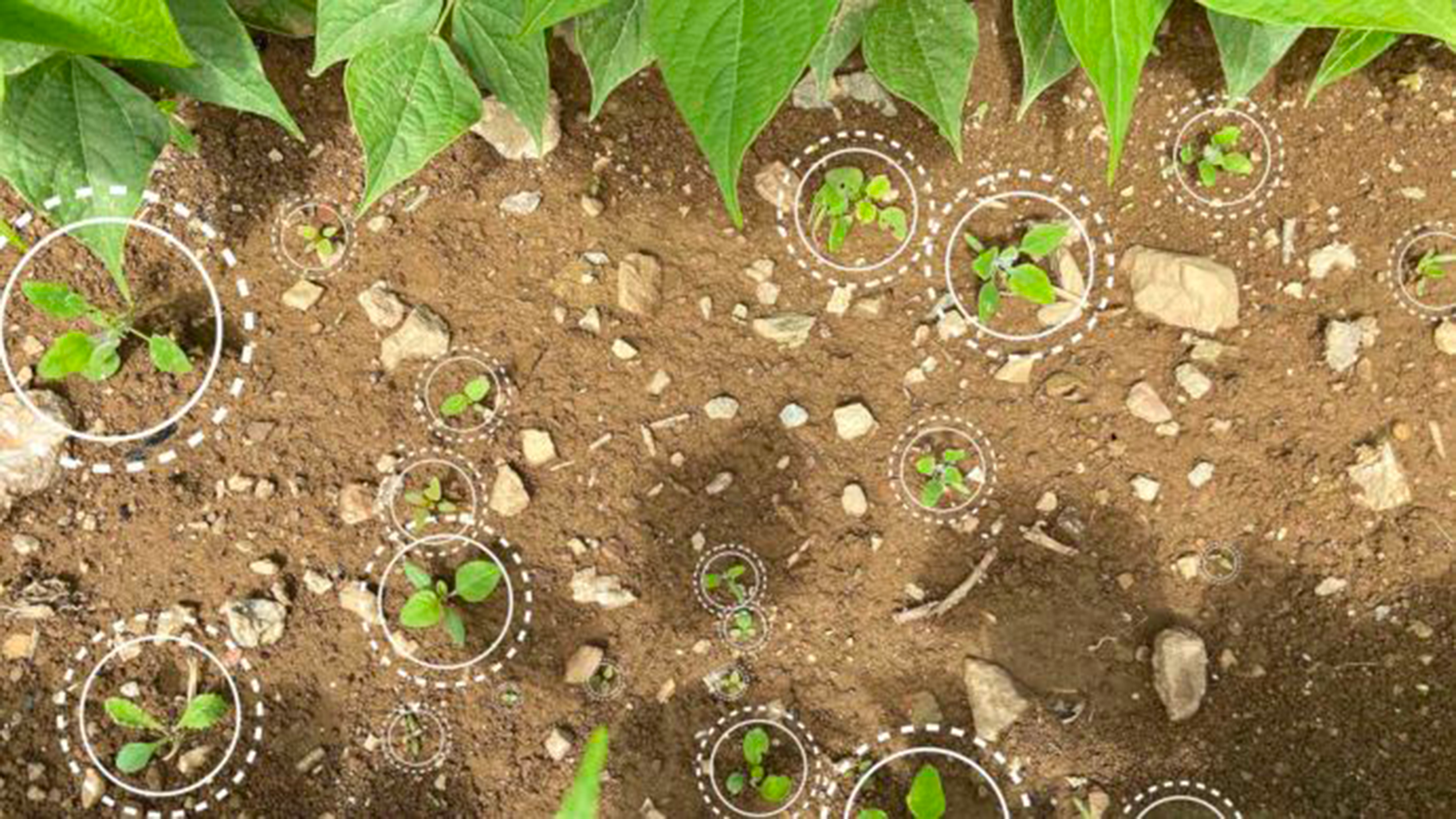 technologie de reconnaissance des mauvaises herbes dans un champs agricole