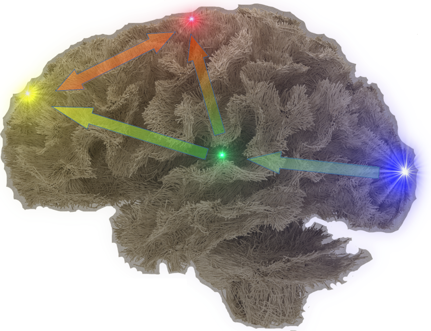 Cerveau - Équipe Cronos - Mars 2023