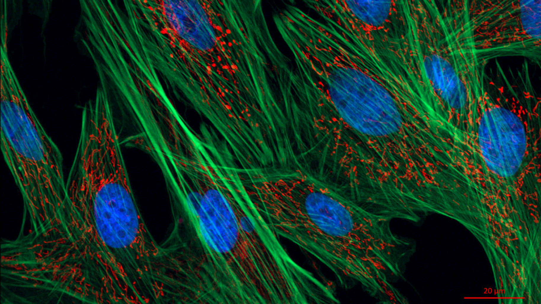 cellules microscopie optique polarisée