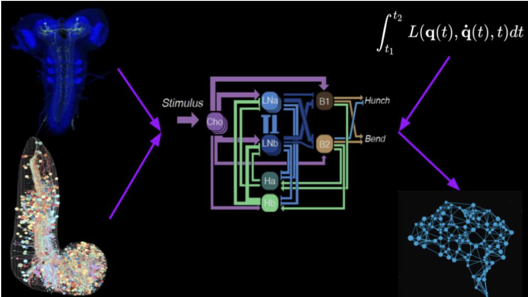 Schéma représentant l'extraction et la caractérisation des circuits neuronaux de la larve de drosophile.