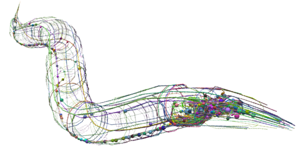 Illustration du ver C. elegans.