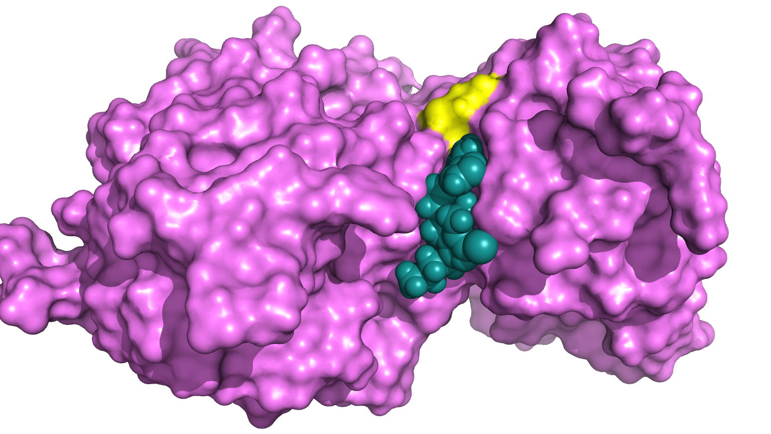 TRR1 avec un ligand (bleu cyan) amarré (« docké ») à proximité du site actif : inhibiteur potentiel