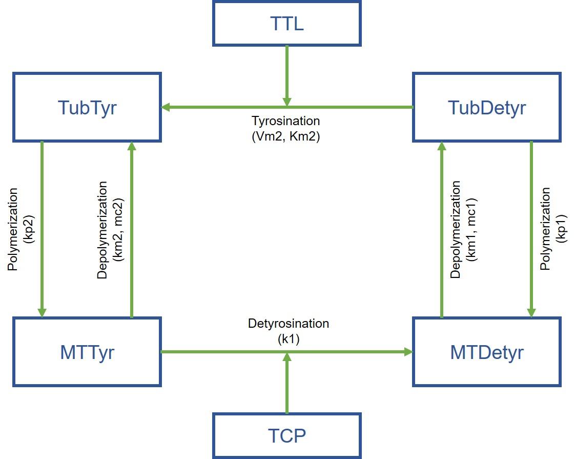 Schéma de tyronisation