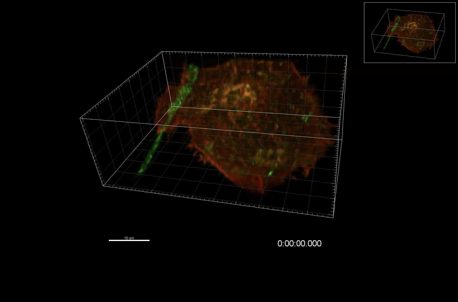 représentation 3D d'une protéine